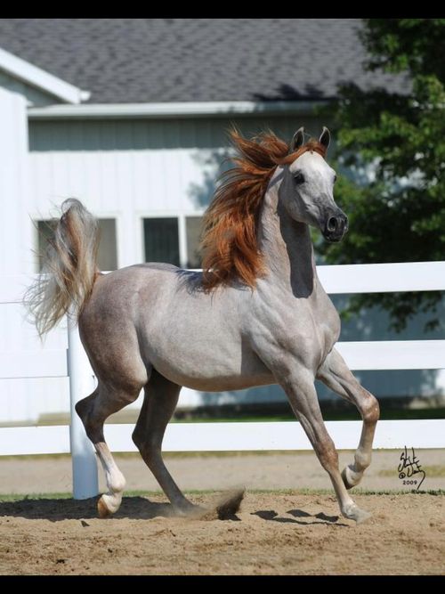 Rose Gray Bay Arabian Horse